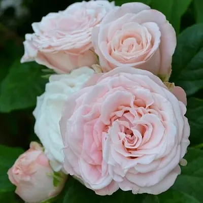 Саженцы роз БОМБАСТИК спрей  Саженцы роз БОМБАСТИК спрей в Пензе