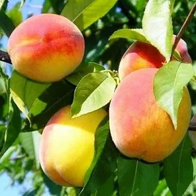 Персик ПАМЯТЬ ЛОЙКО  Персик ПАМЯТЬ ЛОЙКО в Пензе