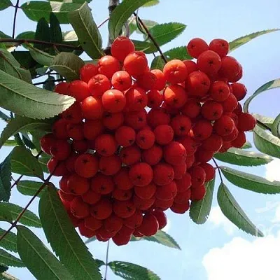 Рябина САХАРНАЯ ПЕТРОВА сладкоплодная  Рябина САХАРНАЯ ПЕТРОВА сладкоплодная в Пензе