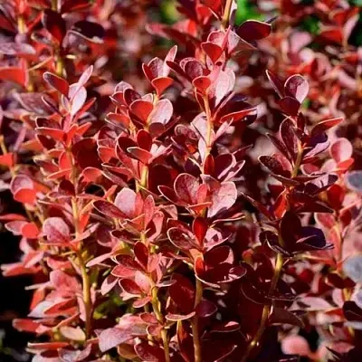 Барбарис ВУЛКАНО тунберга в Пензе