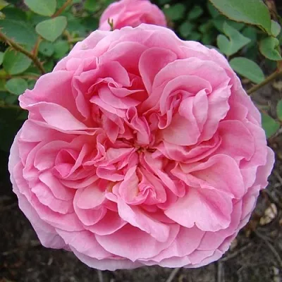 Саженцы роз ХАЙДИ ХОЛЛ английская  Саженцы роз ХАЙДИ ХОЛЛ английская в Пензе