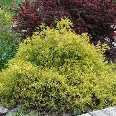 Кипарисовик ГОЛДЕН МОП горохоплодный  Кипарисовик ГОЛДЕН МОП горохоплодный в Пензе