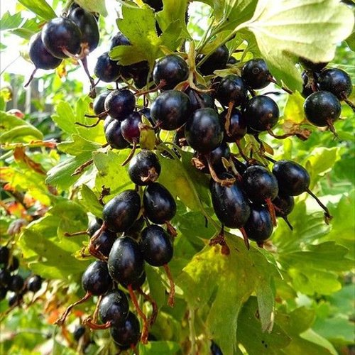 Смородина золотистая ОВАЛЬНАЯ в Пензе