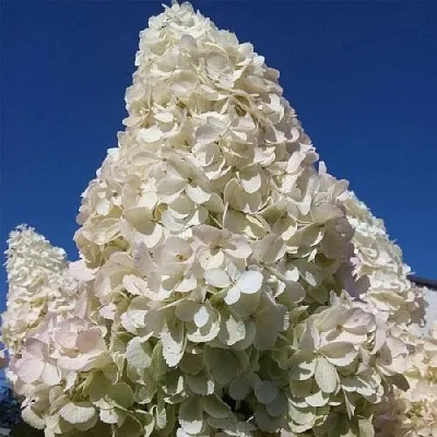 Белая в Пензе