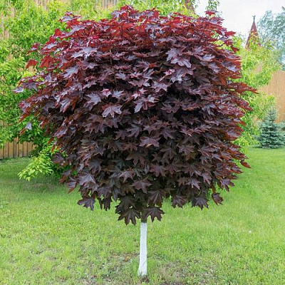 Клен красный в Пензе