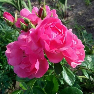 Роза АНГЕЛА флорибунда в Пензе