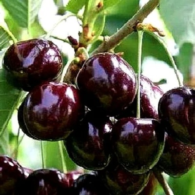 Черешня ДОНЕЦКИЙ УГОЛЁК в Пензе
