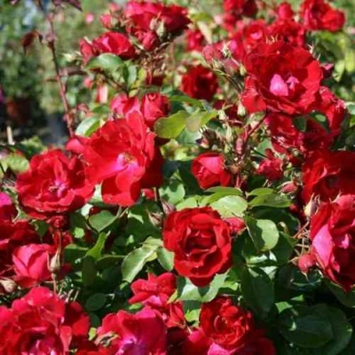 Роза ЧАМПЛЕЙН флорибунда в Пензе