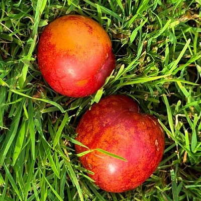 Шарафуга НЕКТАРИННАЯ в Пензе