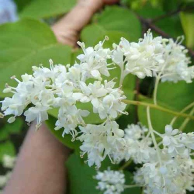Сирень АМУРСКАЯ в Пензе