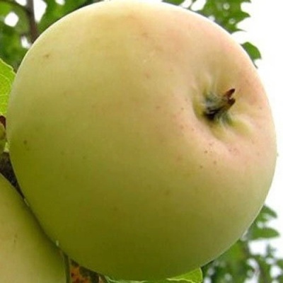 Яблоня БАНАНОВОЕ в Пензе