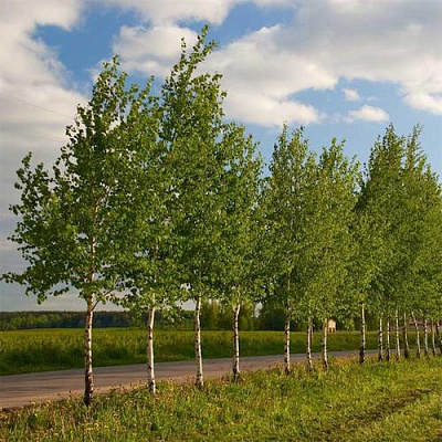 Береза обыкновенная в Пензе