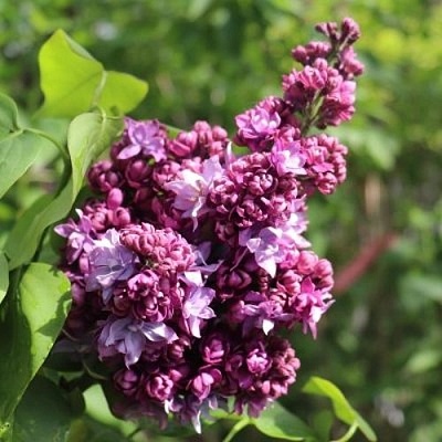 Сирень МАРШАЛ МАЛИНОВСКИЙ в Пензе