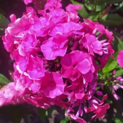 Флокс БАМБИНИ ДИЗАЙР метельчатый в Пензе
