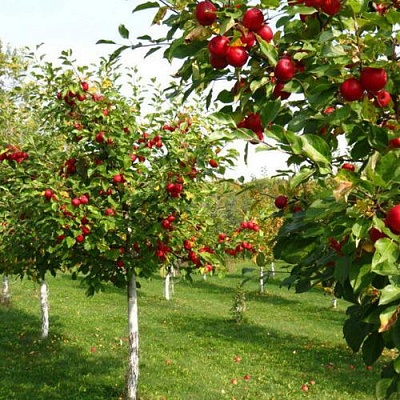 Плодовые деревья в Пензе