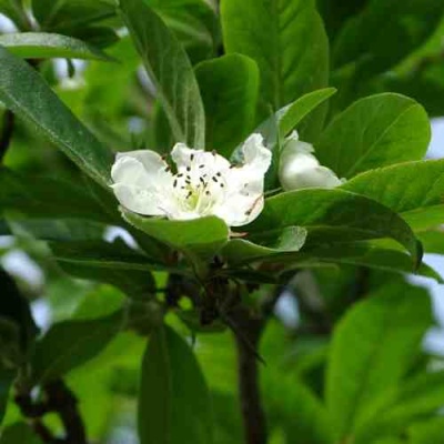МУШМУЛА  в Пензе
