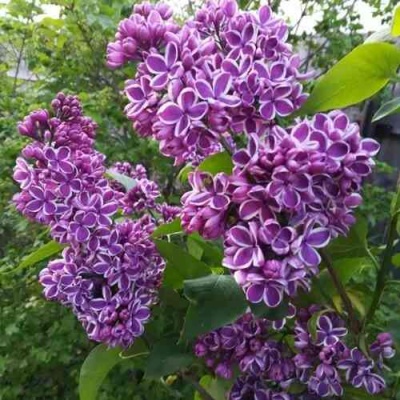 Сирень СЕНСАЦИЯ в Пензе