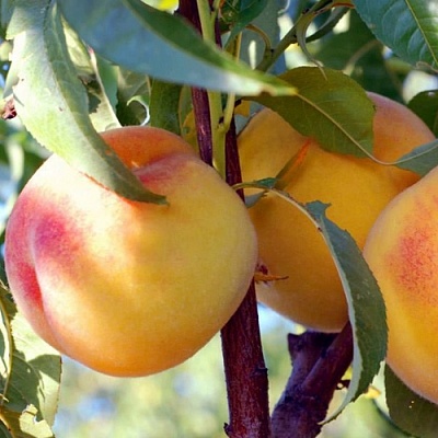 Персики в Пензе