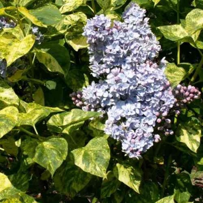 Сирень АУКУБАФОЛИЯ в Пензе