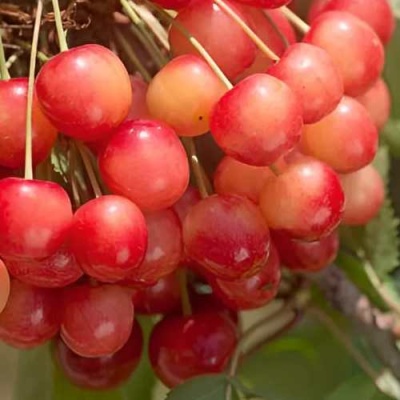 Черешня ЮЛИЯ в Пензе