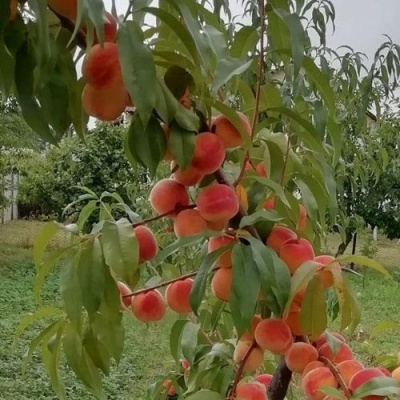 Персик ВУЛКАН в Пензе