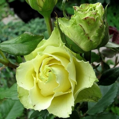 Роза ЛИМБО (ДОЛЛАР) чайно-гибридная  в Пензе