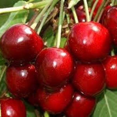 Черешня МИНЧАНКА в Пензе