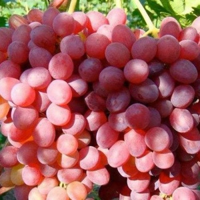 Виноград КИШМИШ КРАСНЫЙ в Пензе