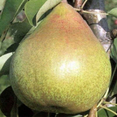 Груша КОРОЛЛА в Пензе