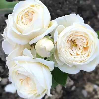 Роза АРТЕМИС шраб в Пензе