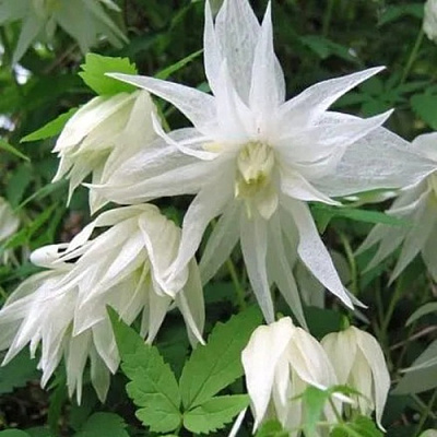 Княжик АЛЬБИНА ПЛЕНА белый махровый в Пензе