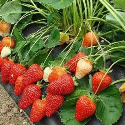 Клубника РОКСАНА в Пензе