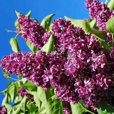 Сирень ЧАРЛЬЗ ДЖОЛИ в Пензе