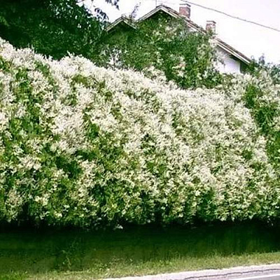 Фаллопия в Пензе