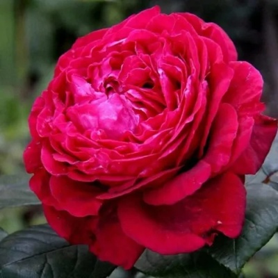 Роза 4 ВЕТРОВ флорибунда  в Пензе