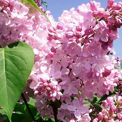 Сирень АДЕЛИНА в Пензе