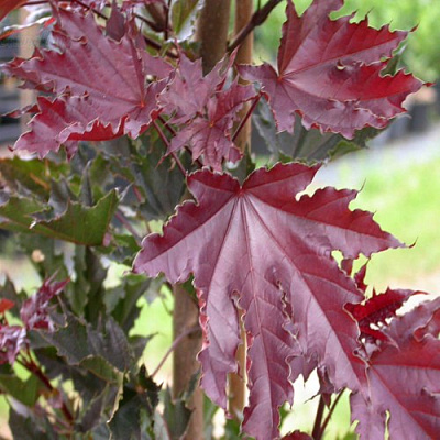 Клен КРИМСОН СЕНТРИ остролистный в Пензе