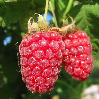 Крупная в Пензе