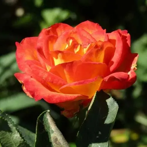 Роза ЛИНА чайно-гибридная  в Пензе