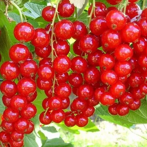 Смородина красная ФЕРТОДИ в Пензе