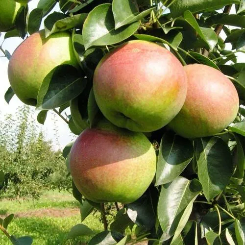 Груша КУПАЛА в Пензе