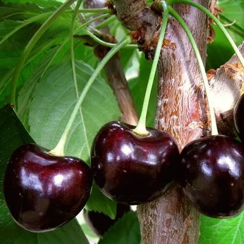 Черешня ДОНЕЦКИЙ УГОЛЁК в Пензе