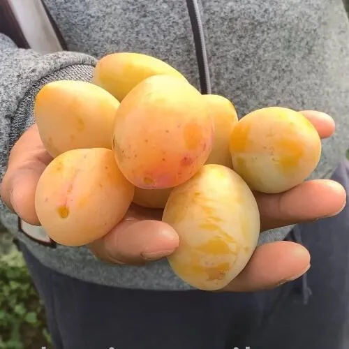 Слива ЯХОНТОВАЯ в Пензе