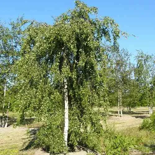 Береза повислая в Пензе
