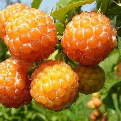 Малина КУМБЕРЛЕНД желтая в Пензе