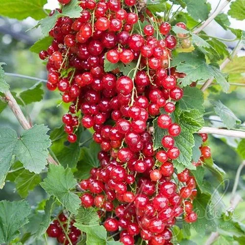 Смородина красная РЕД ЛЕЙК в Пензе