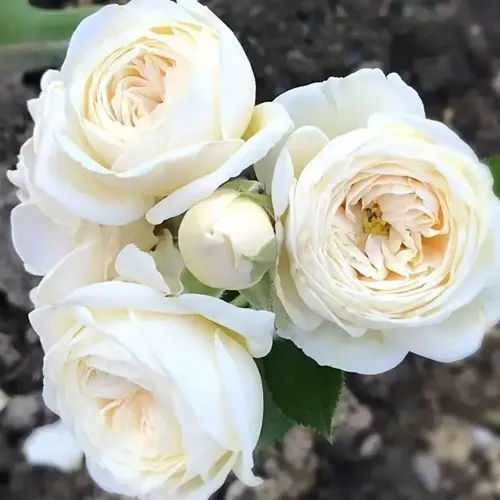 Роза АРТЕМИС шраб в Пензе